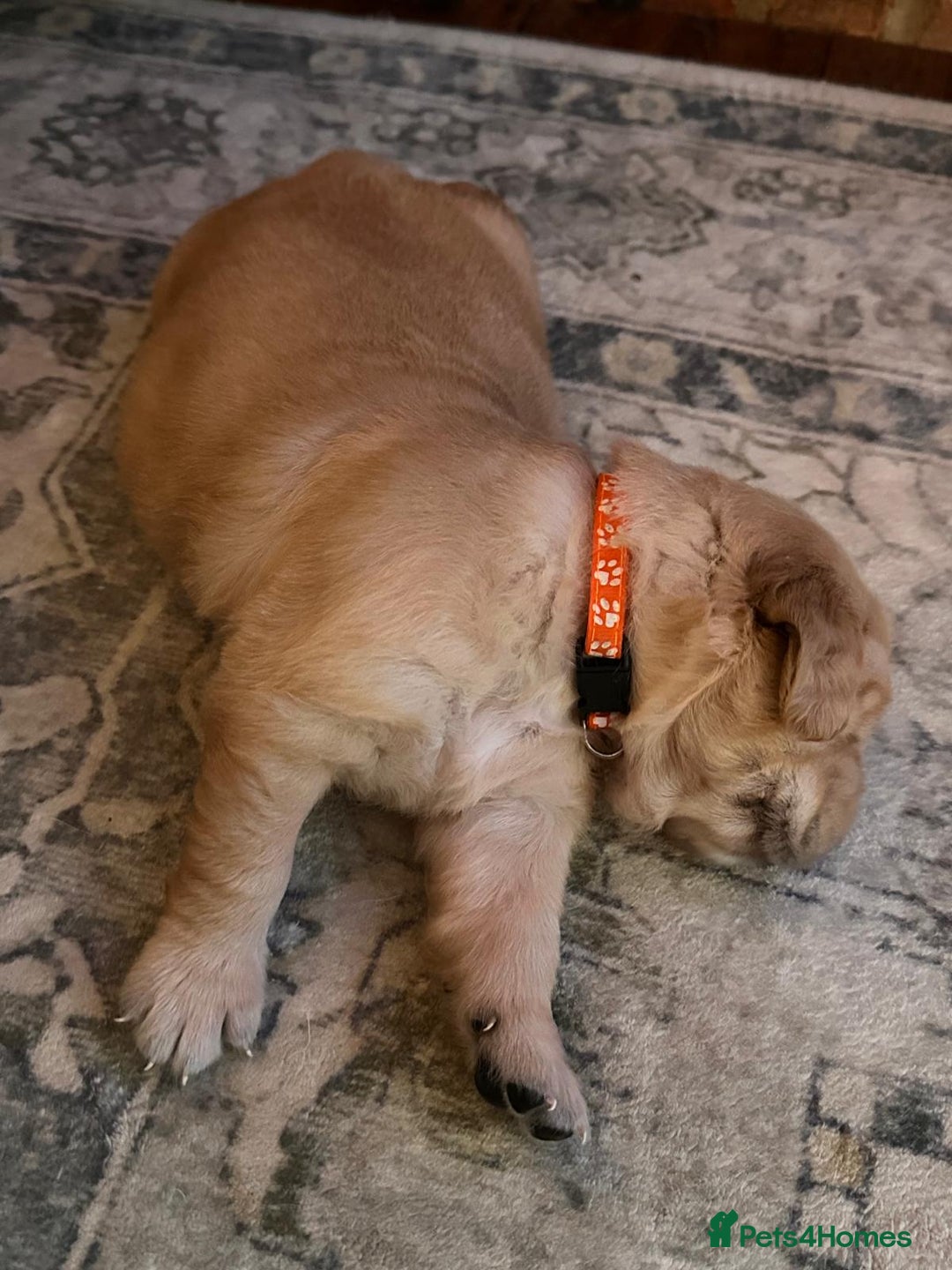 Golden Retriever dogs for sale: KC Reg Golden Retriever Pups - CHAMPION Bloodlines - Image 22