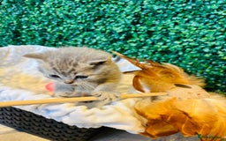 British Shorthair cats for sale: British shorthair kittens  - Image 22