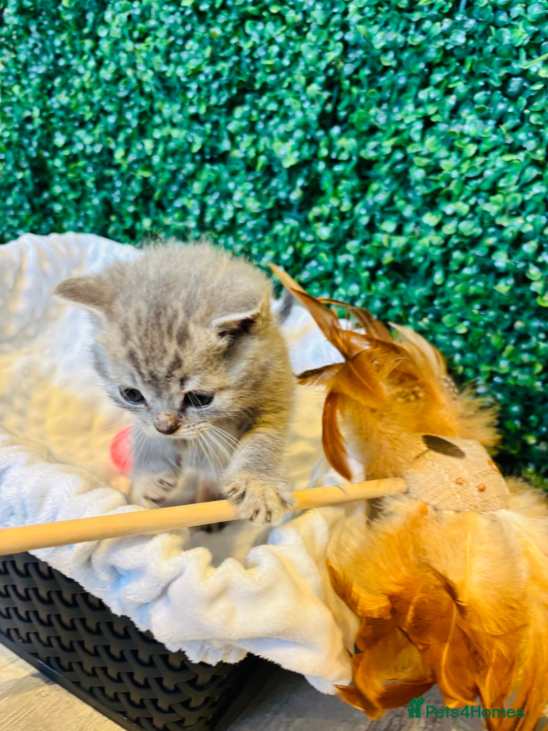 British Shorthair cats for sale: British shorthair kittens  - Image 22
