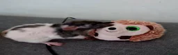 Rat rodents for sale: DOB 20th May - Baby rats  - Advert 1