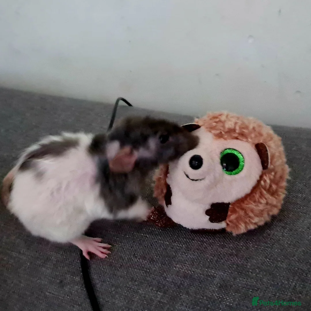 Rat rodents for sale: DOB 20th May - Baby rats  - Advert 1