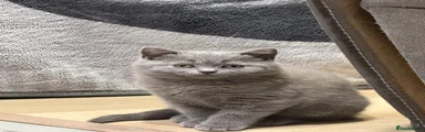 British Shorthair Kitten 6