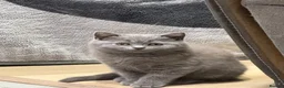 British Shorthair cats for sale: British shorthair kittens “Ready now” - Advert 12