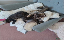 Mixed Breed cats for sale: 4 lovely female ragdoll x kittens - Image 4