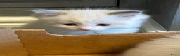 Ragdoll cats for sale: Beautiful Ragdoll Kittens in Durham - Advert 8