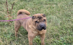 Shar Pei dogs for sale: Shar pei rehoming - Image 2