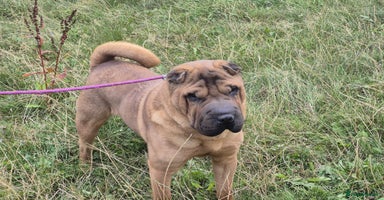 Shar Pei dogs - Advert 1