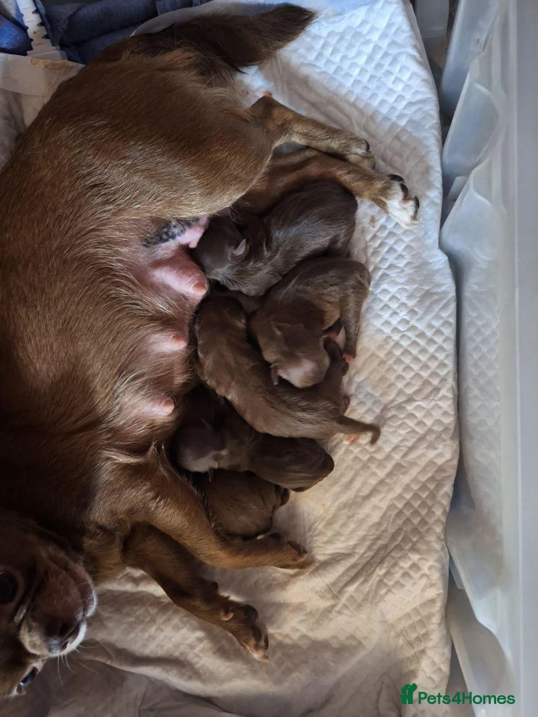 Chihuahua dogs for sale: Four Little Love  Affectionate Chihuahua Puppies in London - Advert 1