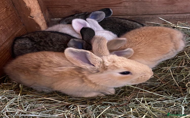 Continental Giant rabbits - Advert 1
