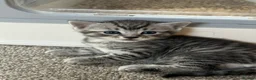 Bengal cats for sale: Bengal x Maine coone kittens - Advert 28