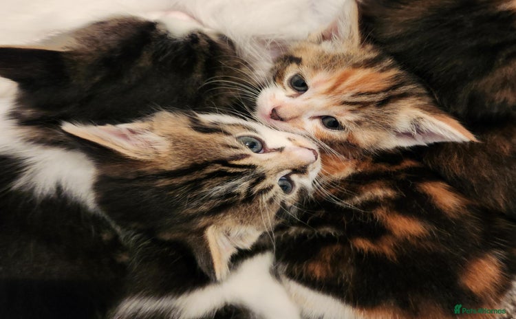 Mixed Breed cats Maine Coon/Norwegian Forest/British Shorthair X - Advert 5