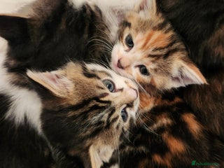 Mixed Breed cats Maine Coon/Norwegian Forest/British Shorthair X - Advert 1