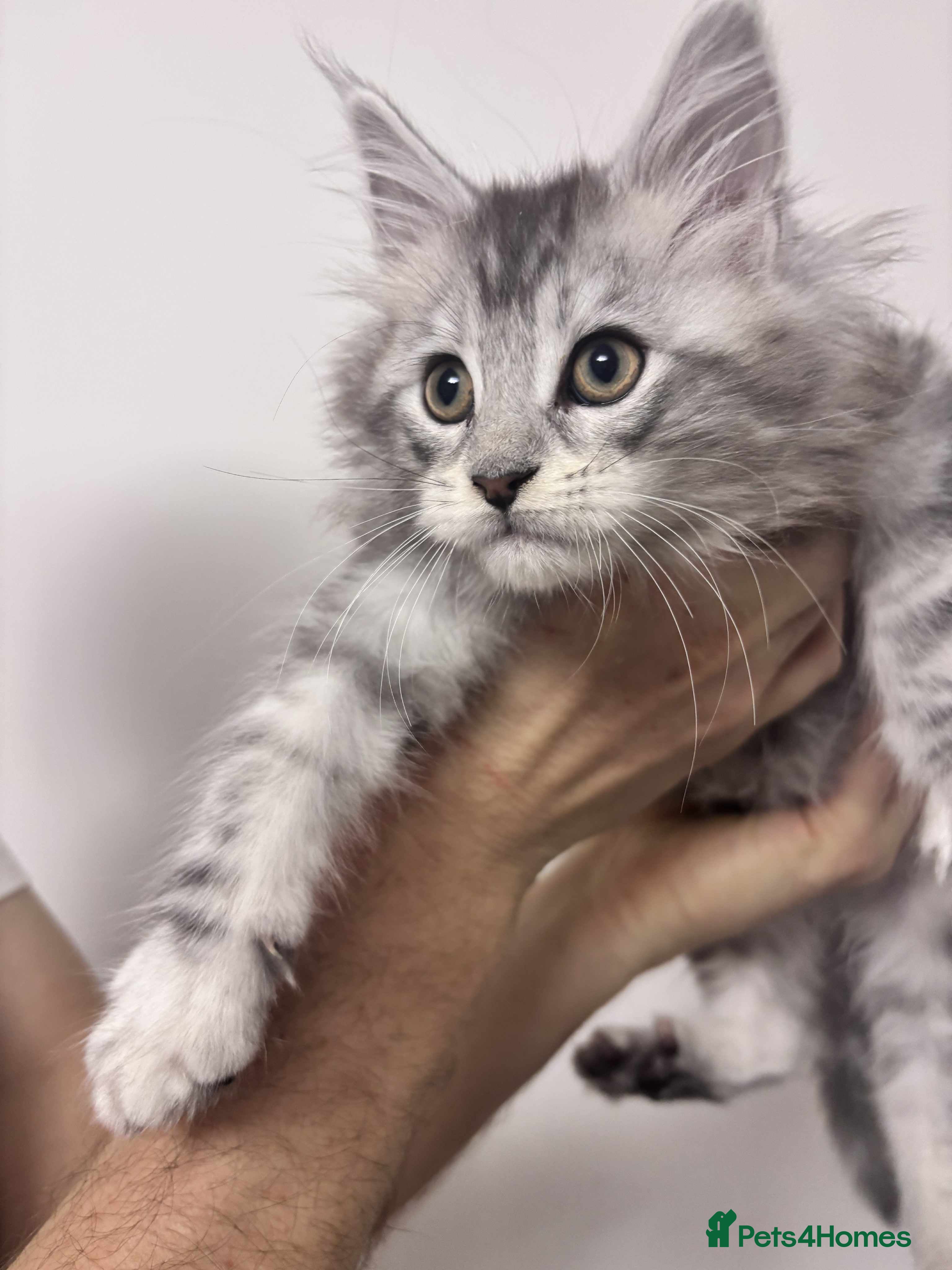 Maine Coon cats TICA REGISTERED DNA CLEAR MAINE Coons 🐈🐈🐈 - Advert 4