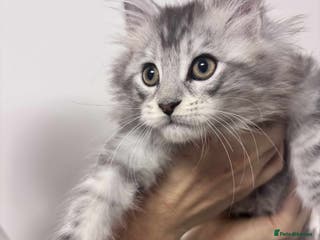 Maine Coon cats TICA REGISTERED DNA CLEAR MAINE Coons 🐈🐈🐈 - Advert 9