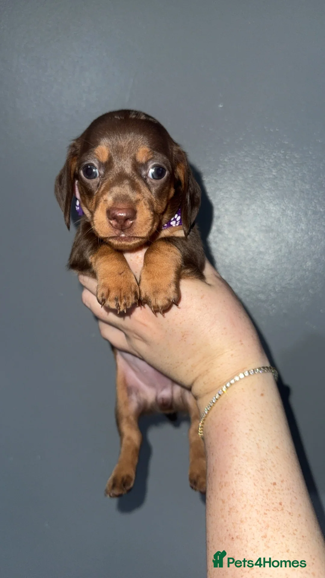 Miniature Dachshund dogs for sale: Miniature short-haired dachshunds (1 girl left) - Advert 2