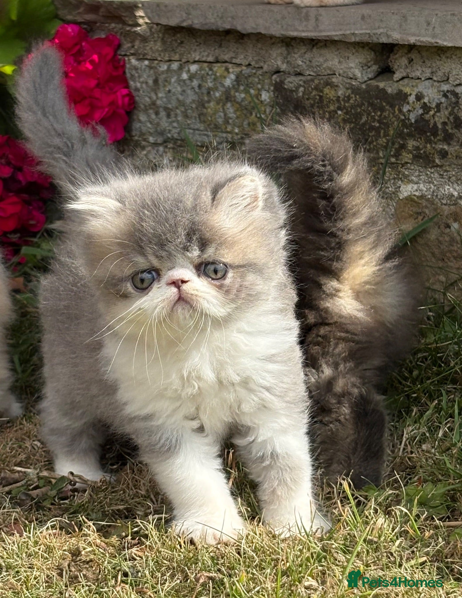Exotic cats Exotic male kittens  - Advert 1