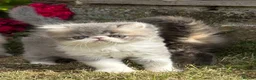 Exotic cats for sale: Exotic male kittens  - Advert 7