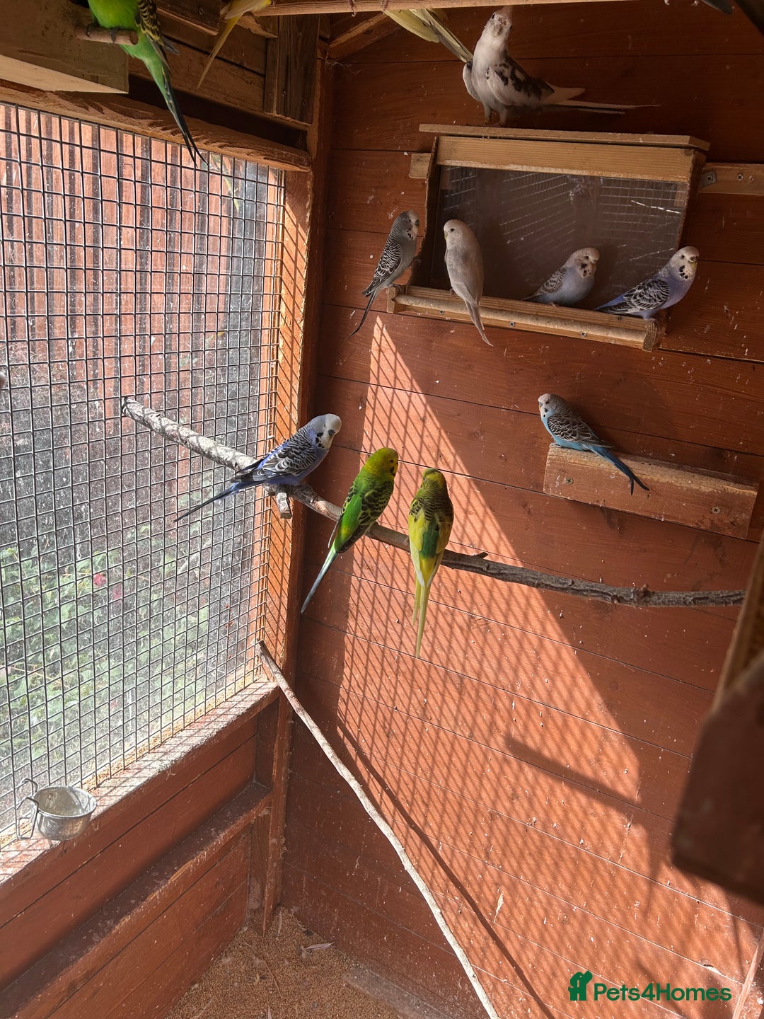 Budgerigars birds for sale: Budgiesfor sale - Image 4