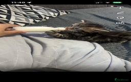 Mixed Breed cats for sale: Kitten for sale!  - Image 4