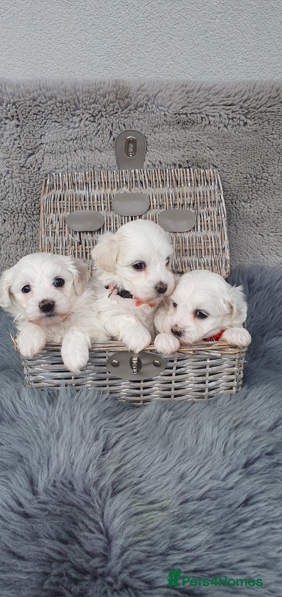 Maltese dogs 🌟 KC Registered Maltese Puppies 3 Beautiful Girls - Advert 3