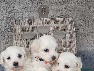Maltese dogs 🌟 KC Registered Maltese Puppies 3 Beautiful Girls - Advert 3