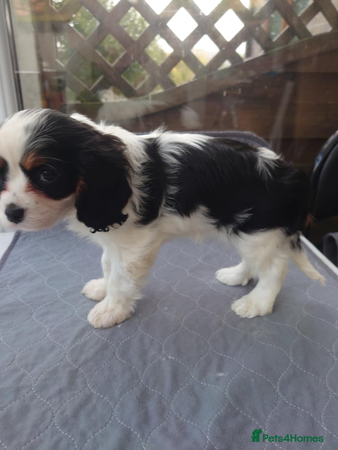 Cavalier King Charles Spaniel dogs for sale: Cavalier King Charles  - Image 3