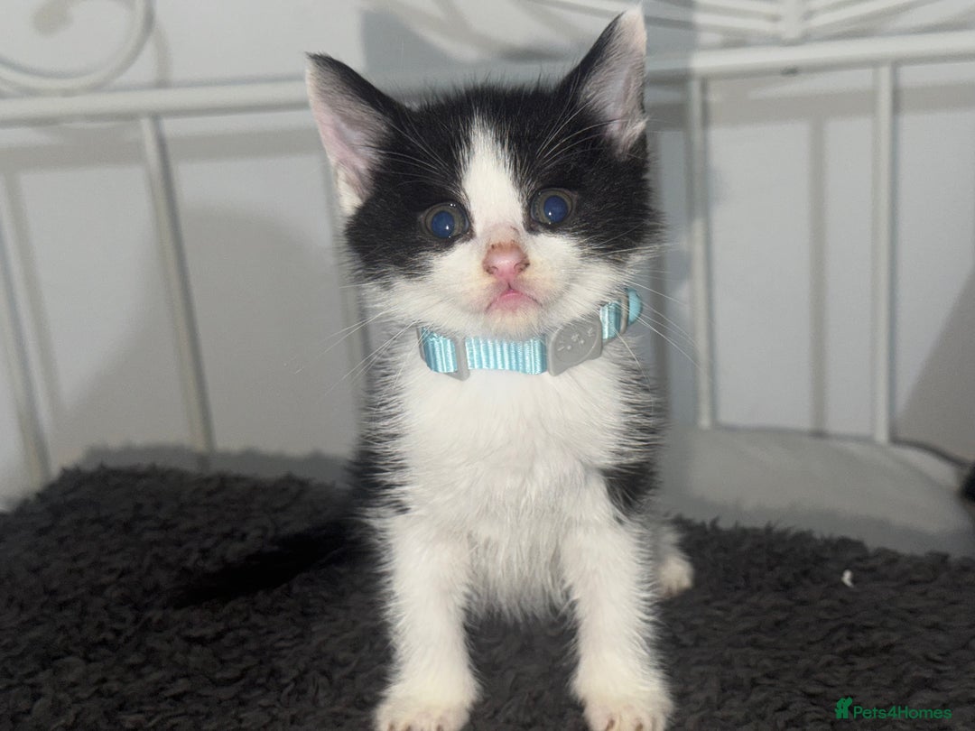 Mixed Breed cats for sale: Calico kittens semi long hair  - Image 6