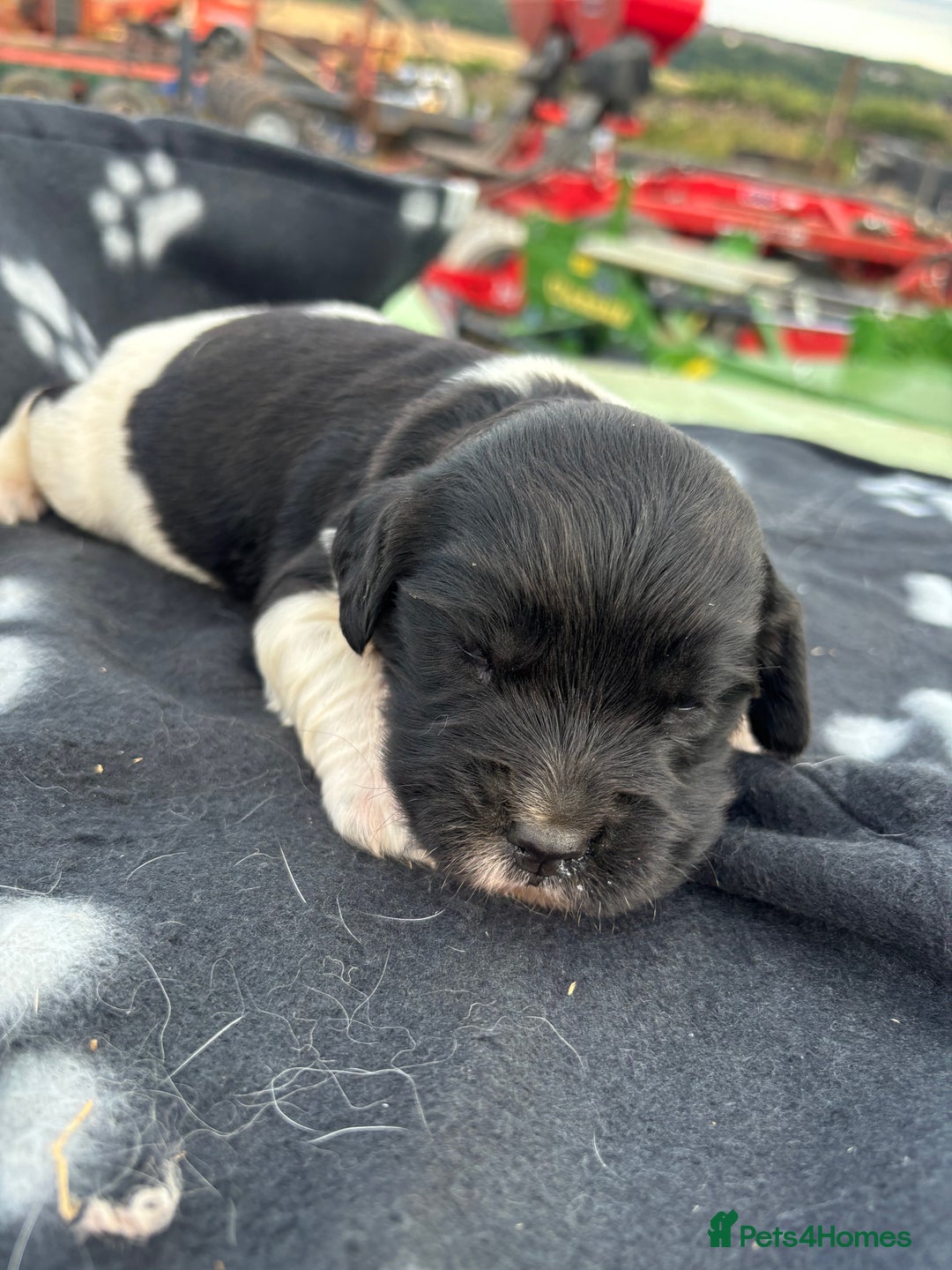 English Springer Spaniel dogs for sale: Gorgeous marked English Springer Spaniel pups  - Image 22