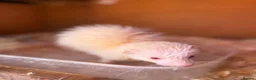 Ferret rodents for sale: 2 albino Jill’s left  - Advert 2
