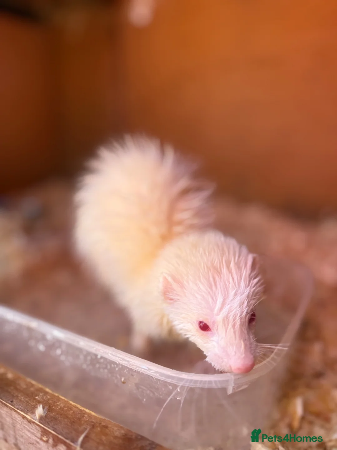 Ferret rodents for sale: 2 albino Jill’s left  - Advert 2