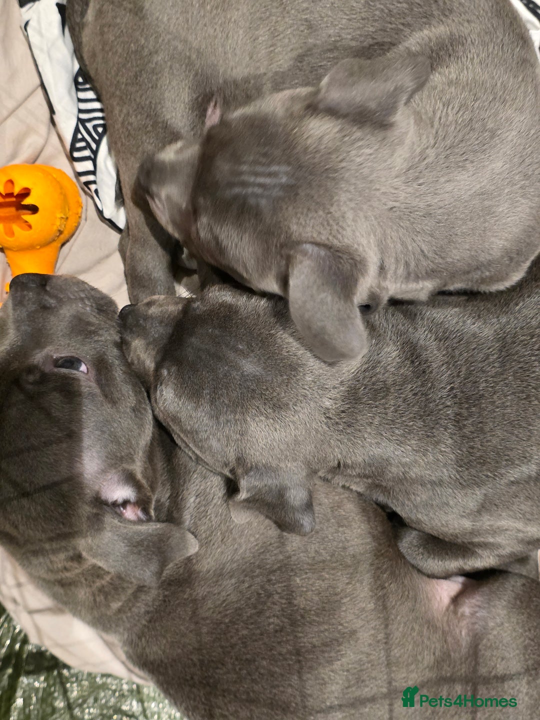 Staffordshire Bull Terrier dogs for sale: **COLLECT SAT 02/08**Blue Staffs KC Registered - Image 2