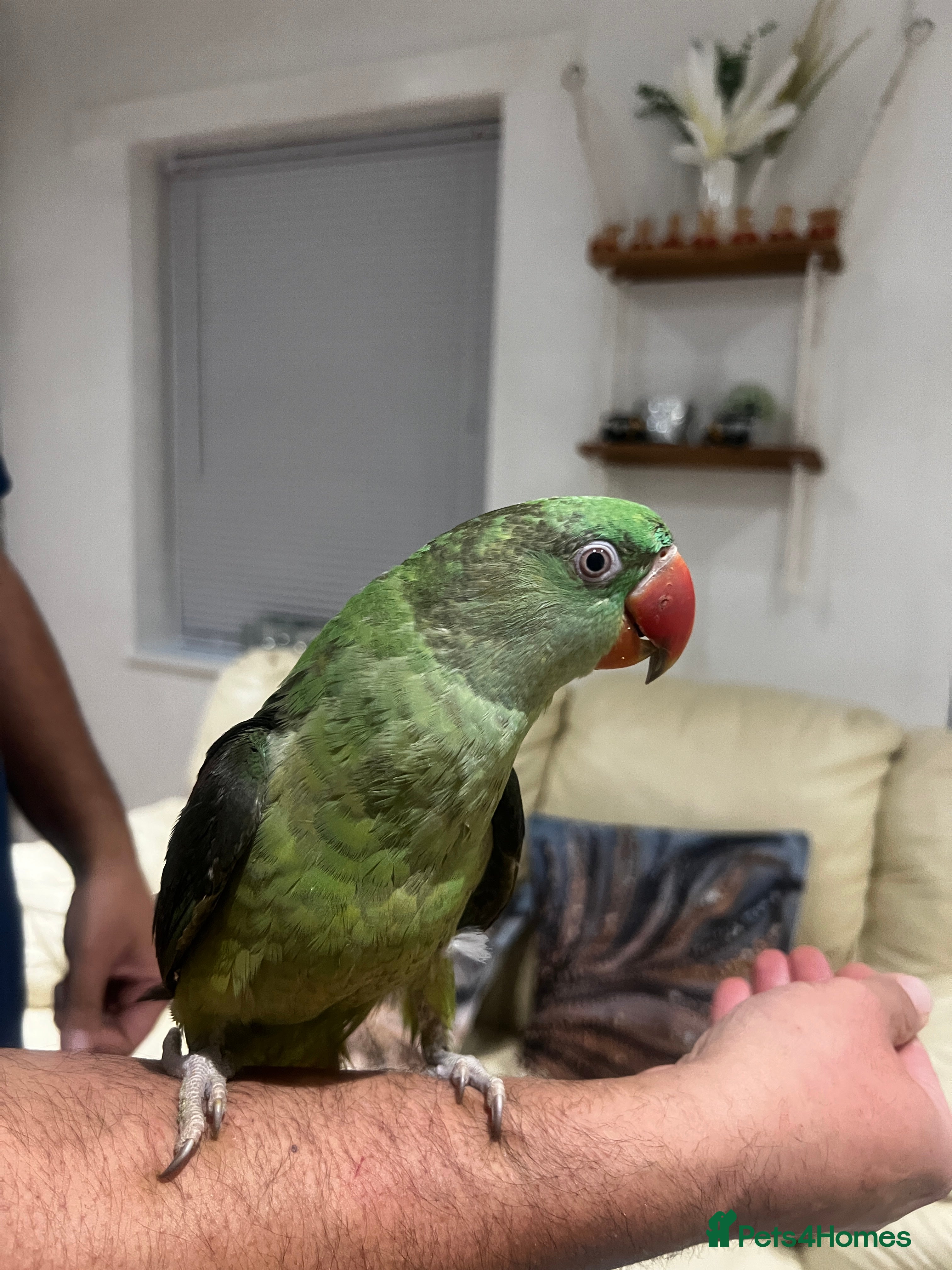 Parrots birds Alexandrine male parrot - Advert 8