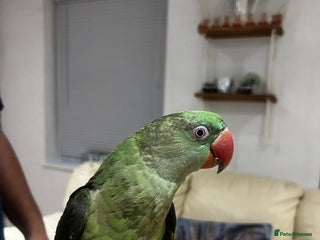 Parrots birds Alexandrine male parrot - Advert 8