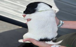 English Springer Spaniel dogs for sale: Beautiful Springer spaniel puppies  - Image 6