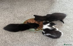 British Shorthair cats for sale: Black and white kittens for sale - Image 1