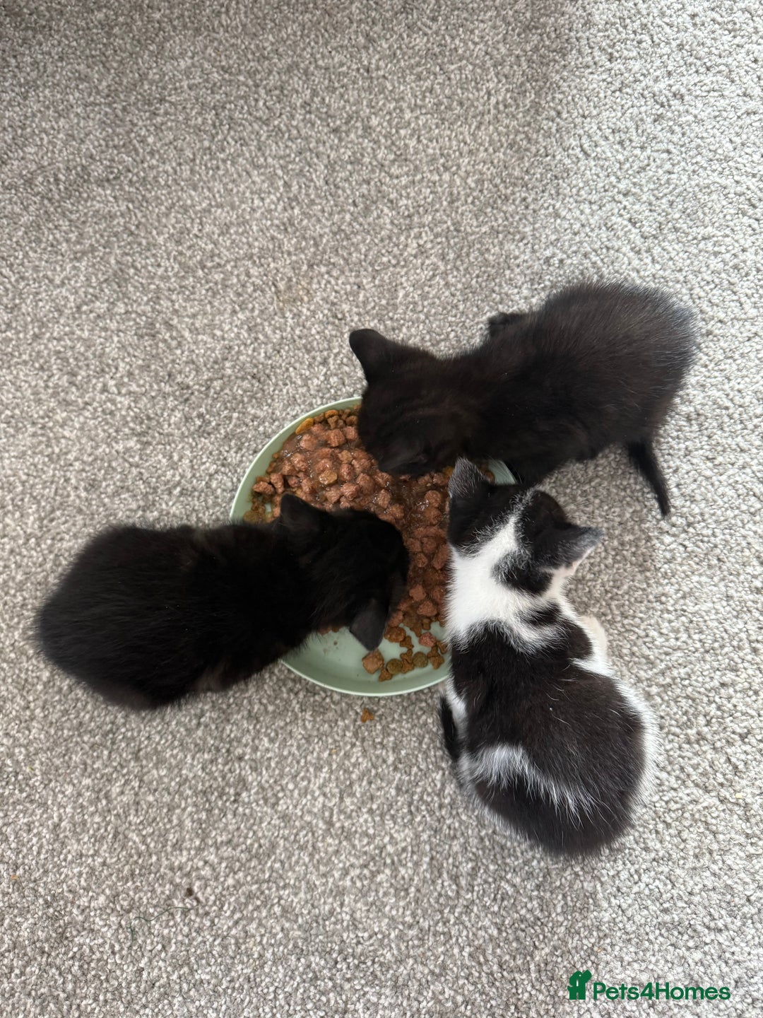 British Shorthair cats for sale: Black and white kittens for sale - Image 1