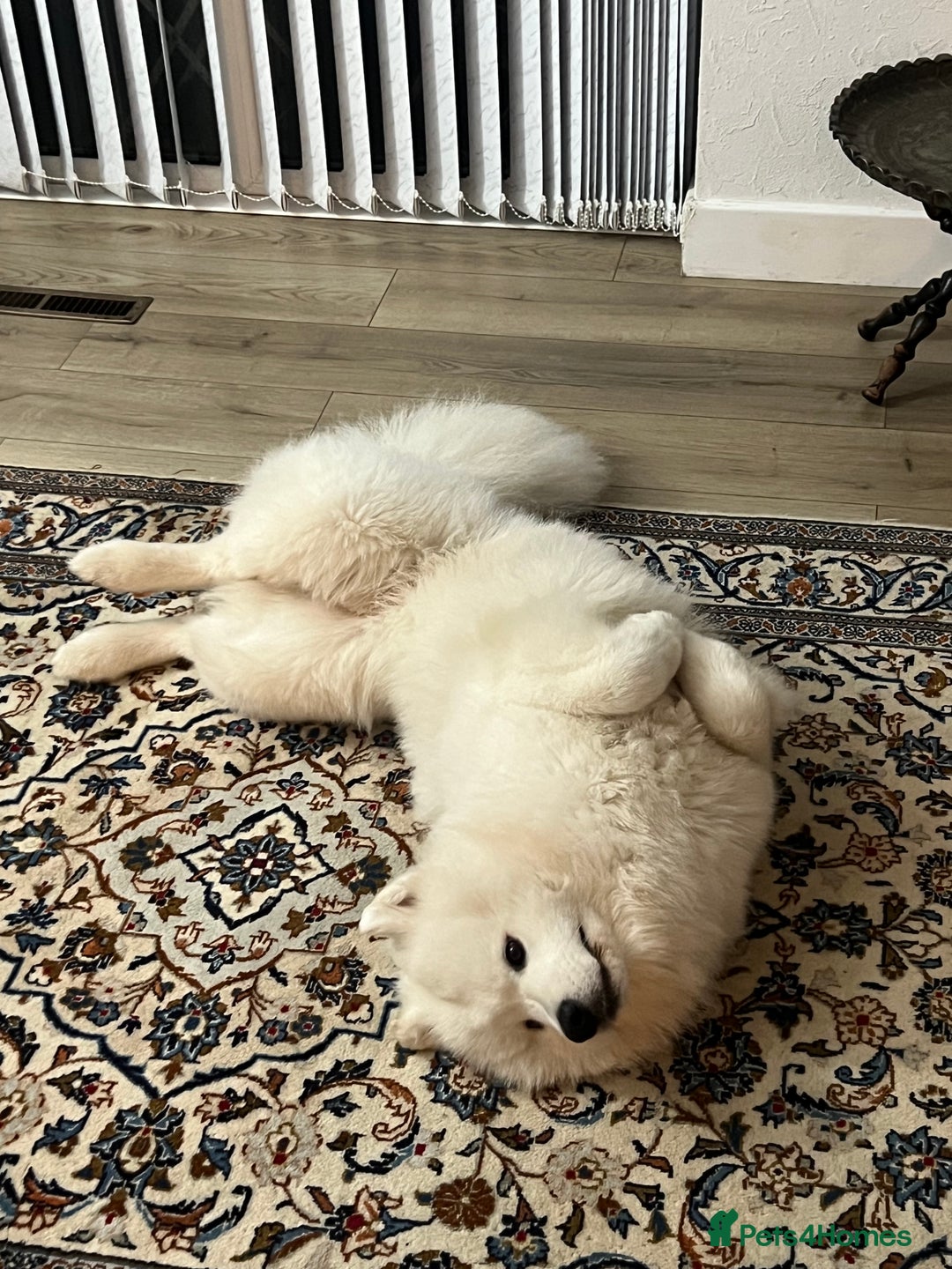 Samoyed dogs for sale: Looking for a Loving New Home for Our Two Samoyeds - Advert 6