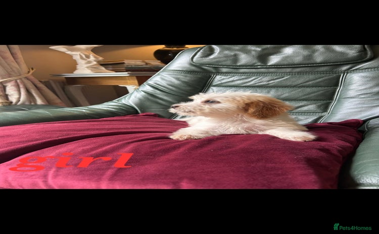 Cockapoo dogs - Advert 13