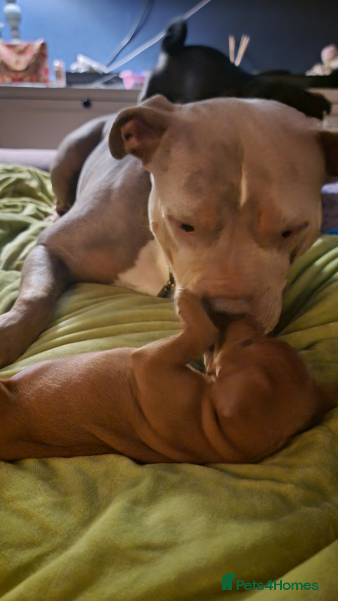 Mixed Breed dogs for sale: Frenchie x cockerpoo pups - Image 24