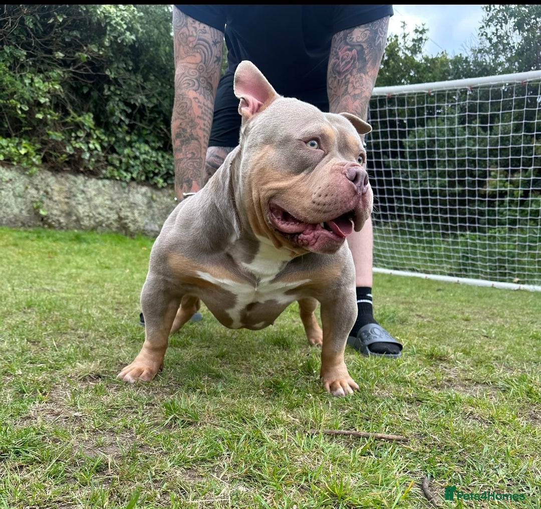American Bully dogs for sale: ABKC pocket bullies - Ready to leave, wrong date  - Image 6