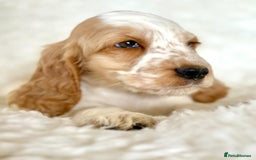 Cocker Spaniel dogs for sale: Golden Roan Full Health Tests Showline KC Reg Pups - Image 7