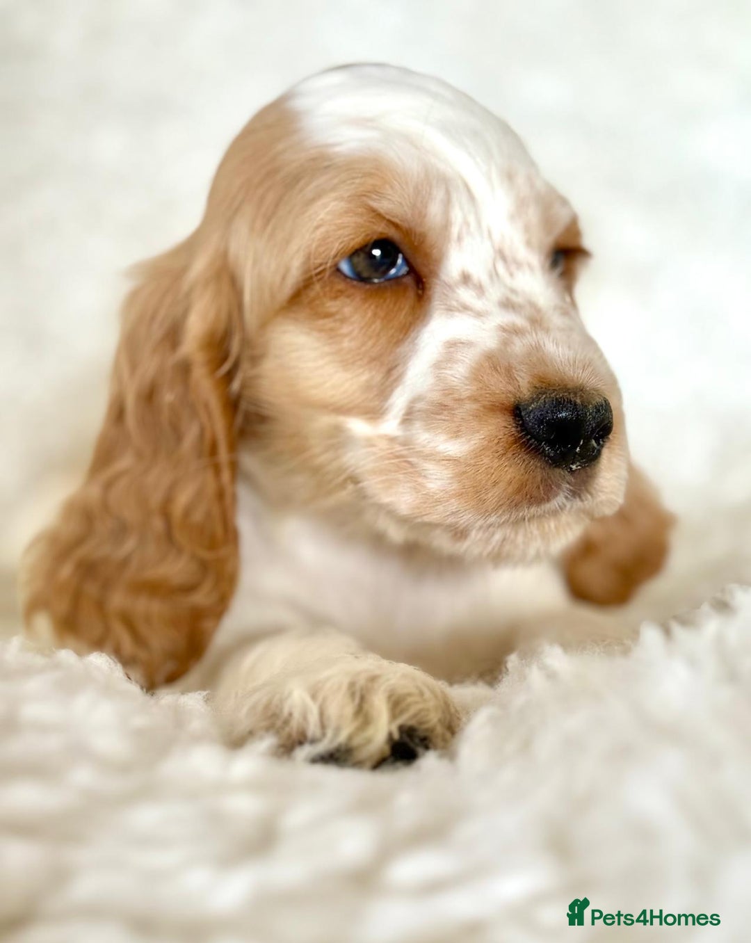 Cocker Spaniel dogs for sale: Golden Roan Full Health Tests Showline KC Reg Pups - Image 7