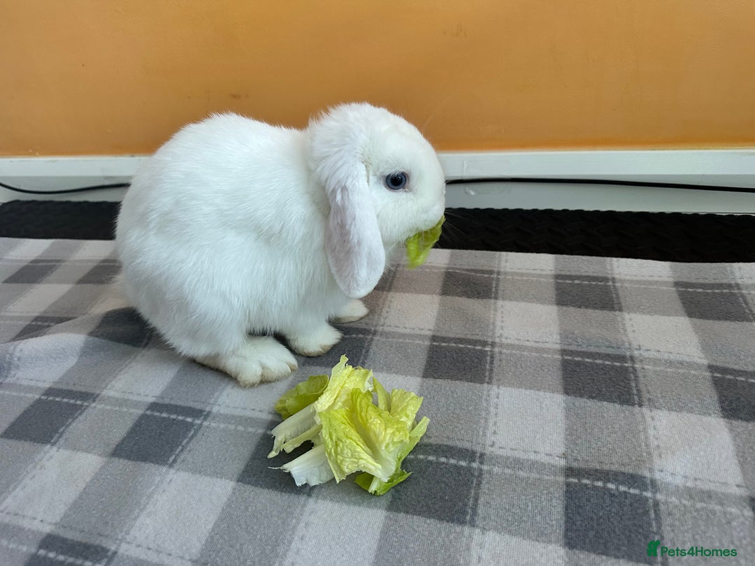 Mini Lop rabbits for sale: Adorable Baby Bunnies🥰- Mini Lops Mixed  - Advert 14