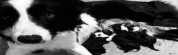 Border Collie dogs for sale: KC/ISDS REG HEALTH TESTED BORDER COLLIE PUPS - Advert 7