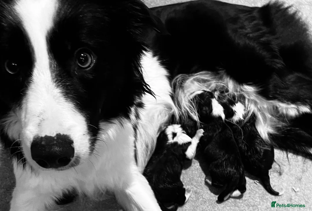 Border Collie dogs for sale: KC/ISDS REG HEALTH TESTED BORDER COLLIE PUPS - Advert 7