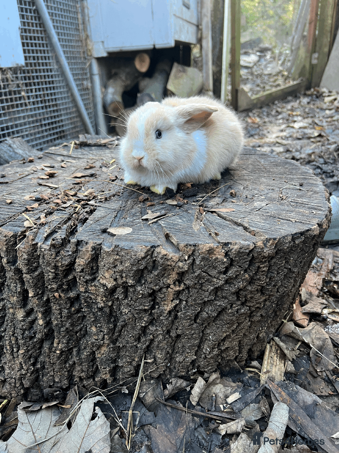 Mini Lop rabbits for sale: 100% Pure Family Bred Friendly Mini Lop Bunnies - Advert 4