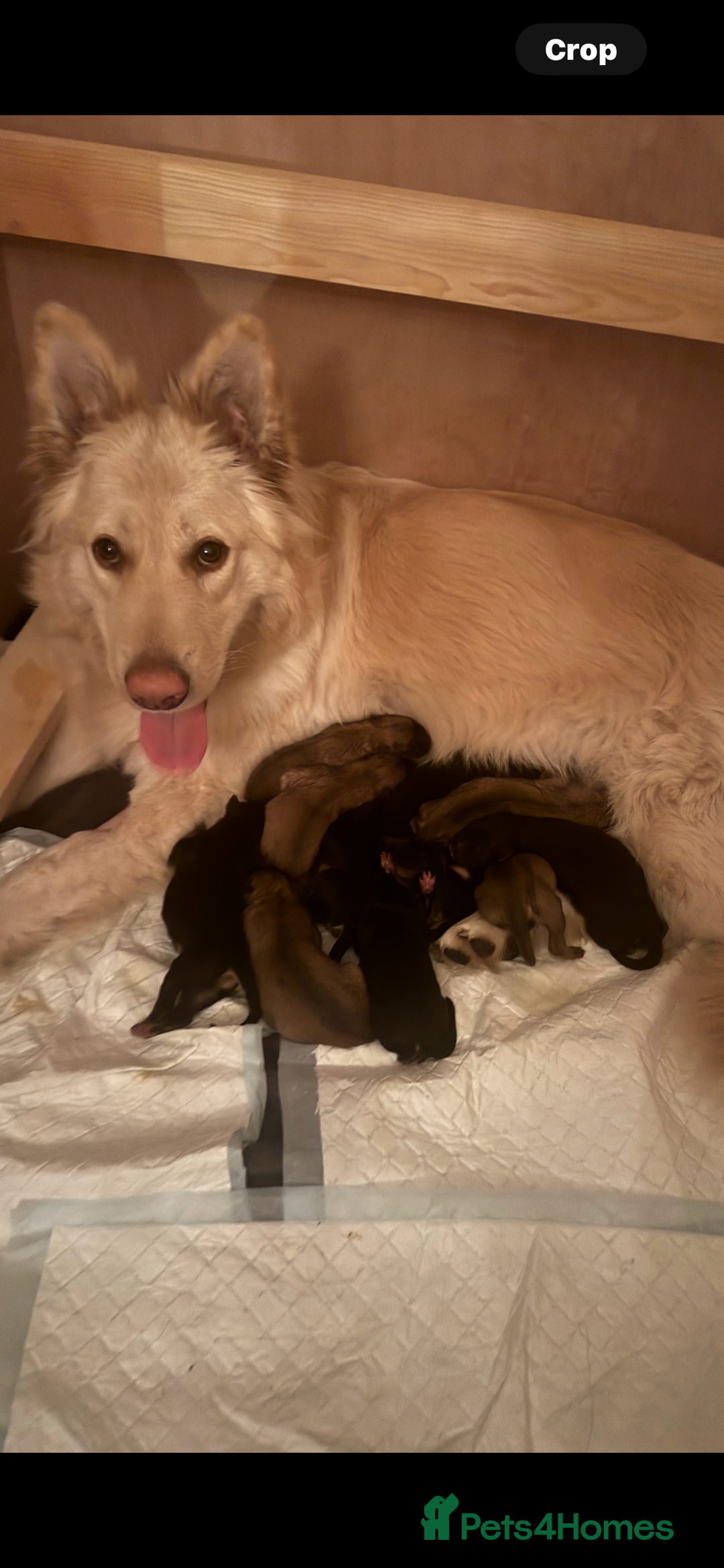 German Shepherd dogs for sale: Long haired German shepherd puppies  - Advert 3