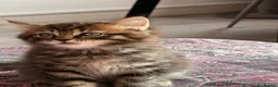 British Shorthair cats for sale: Adorable BSH BLH kittens ready to go. - Advert 19