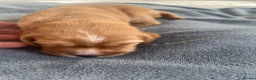Cocker Spaniel dogs for sale: Cocker Spaniel Puppies – 5 Girls & 1 Boy 🐾 - Advert 2