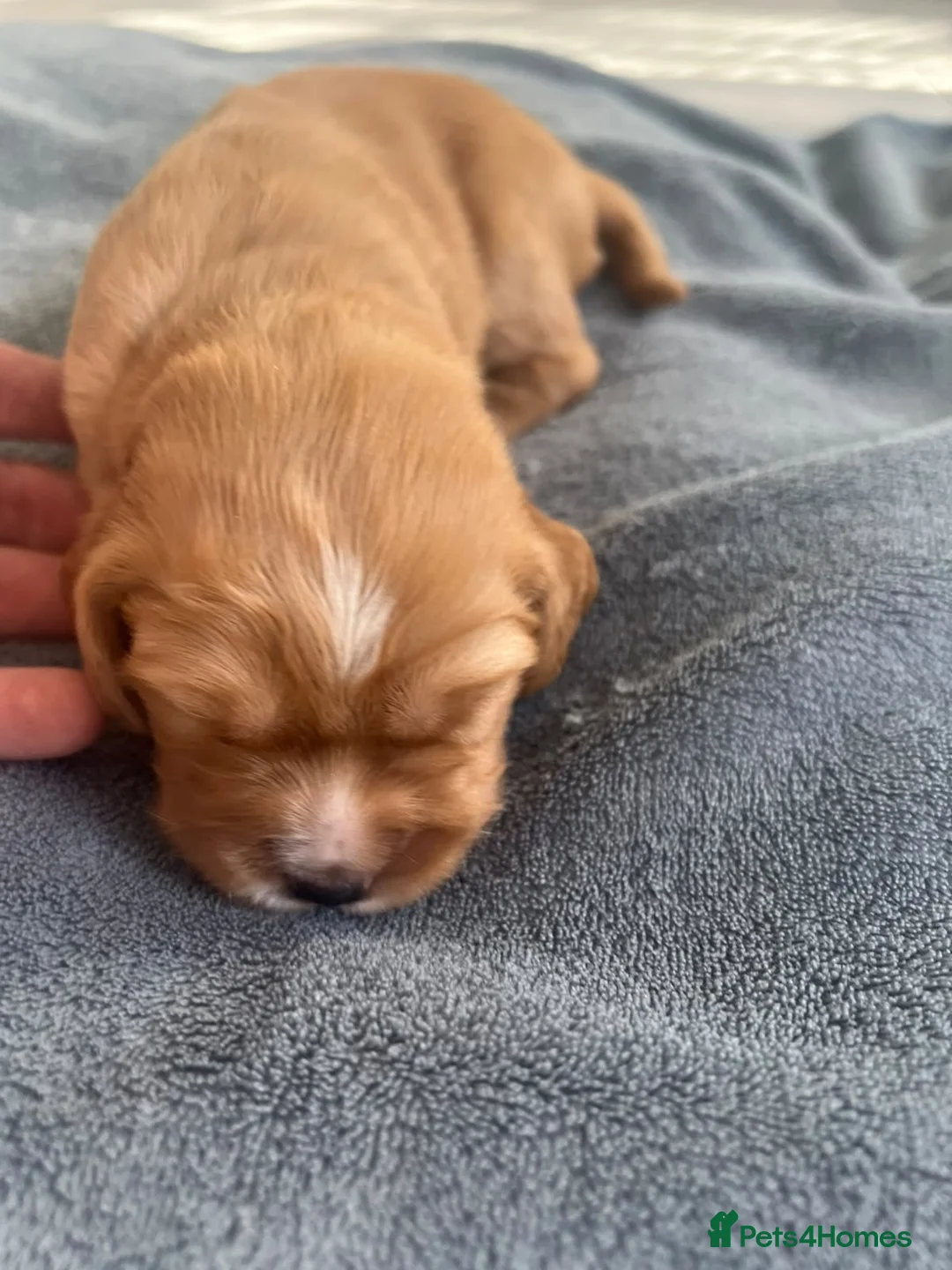 Cocker Spaniel dogs for sale: Cocker Spaniel Puppies – 5 Girls & 1 Boy 🐾 - Advert 2